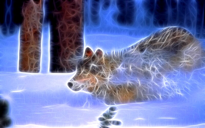 Wolf in Winter — Blue