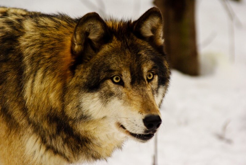 Wolf in Winter — Brown, Alert