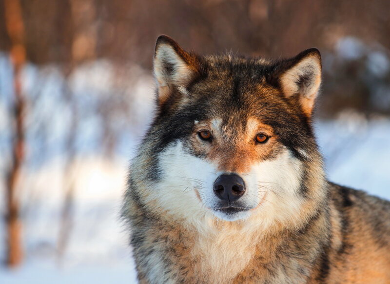 Wolf in Winter — Brown, Calm, Photograph, Snow