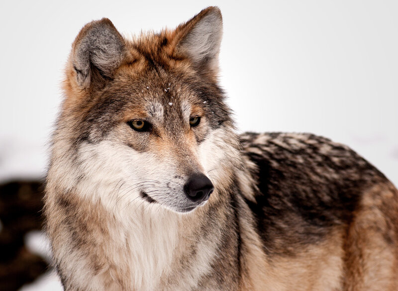 Wolf in Winter — Brown, Calm, Photograph
