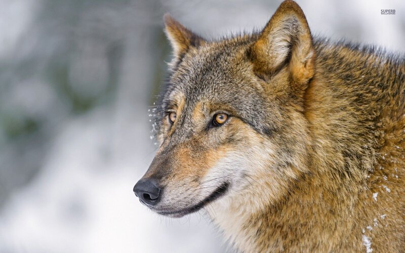 Wolf in Winter — Brown, Serious
