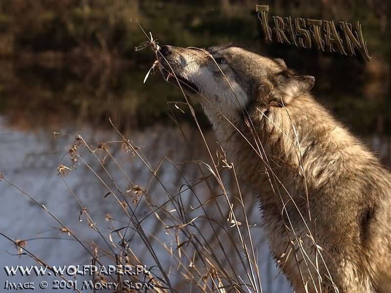 Wolf in Winter — Brown