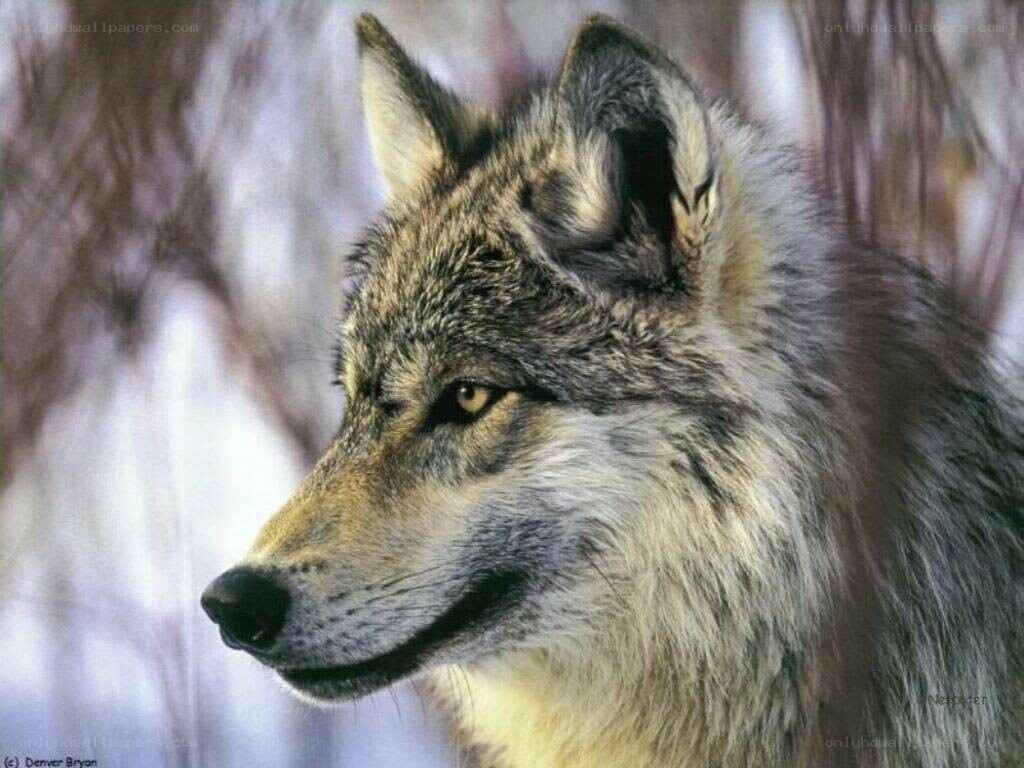wolf in winter forest