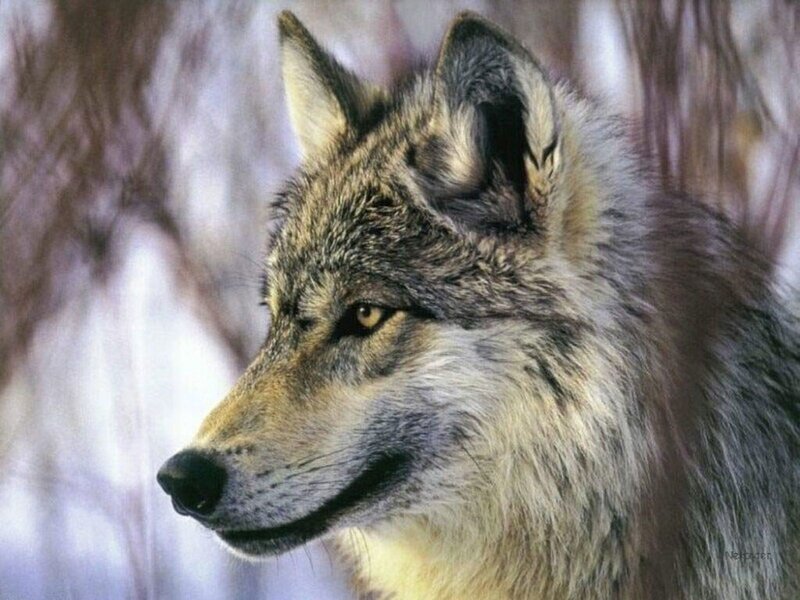 wolf in winter forest