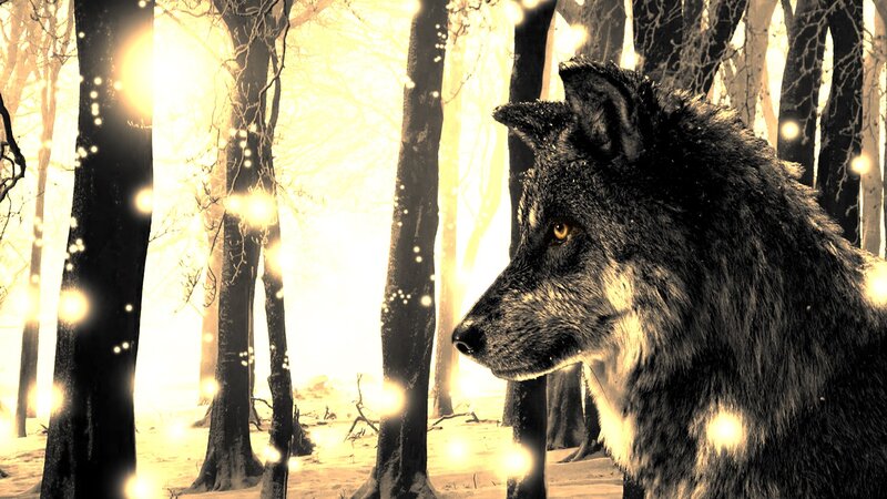 Wolf in Winter Forest — Black