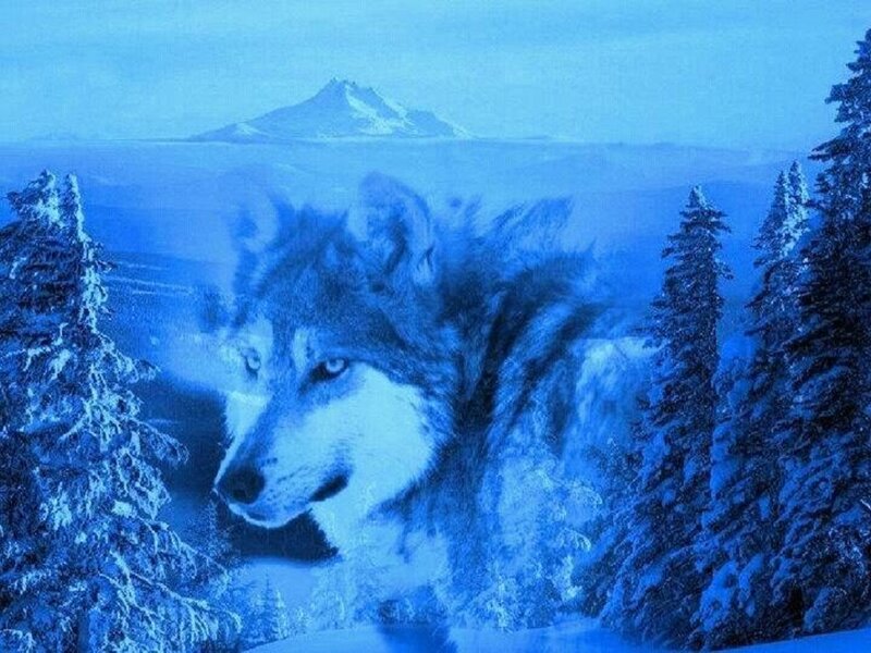Wolf in Winter Forest — Blue