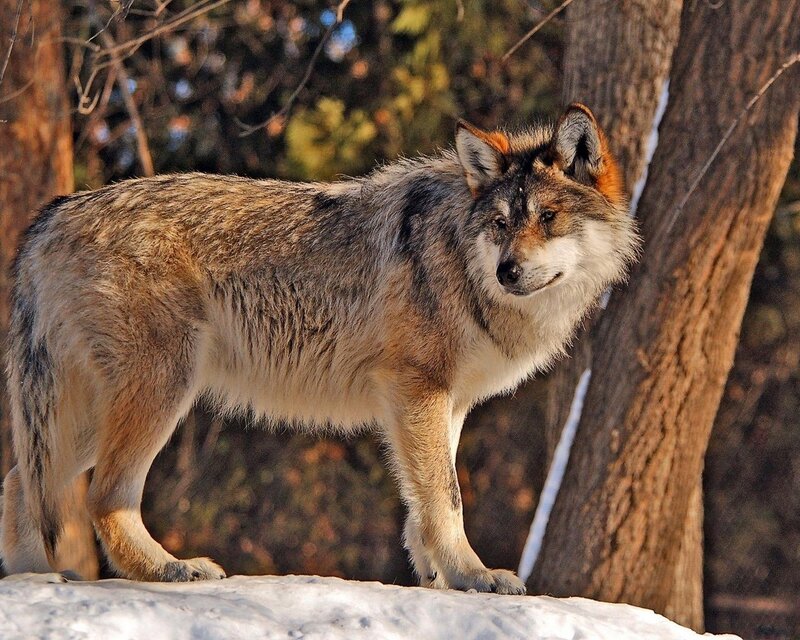 Wolf in Winter Forest — Brown, Alert, Photograph