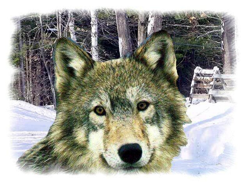 Wolf in Winter Forest — Brown, Natural