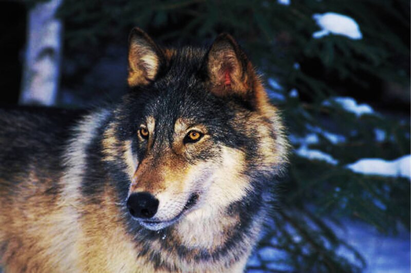 Wolf in Winter Forest — Gray, Alert