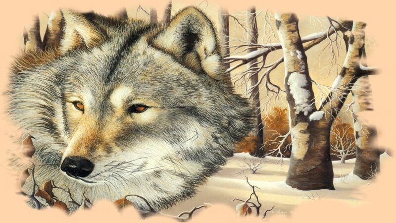 Wolf in Winter Forest — Gray, Calm