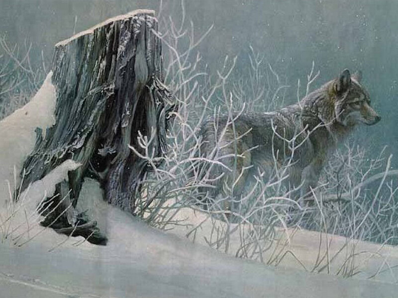 Wolf in Winter Forest — Gray, Cold