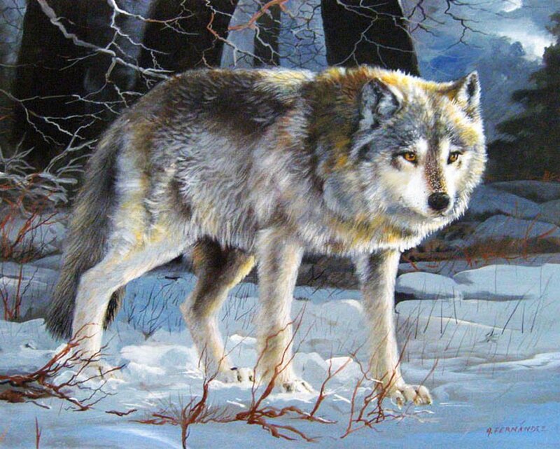 Wolf in Winter Forest — Gray, Dramatic
