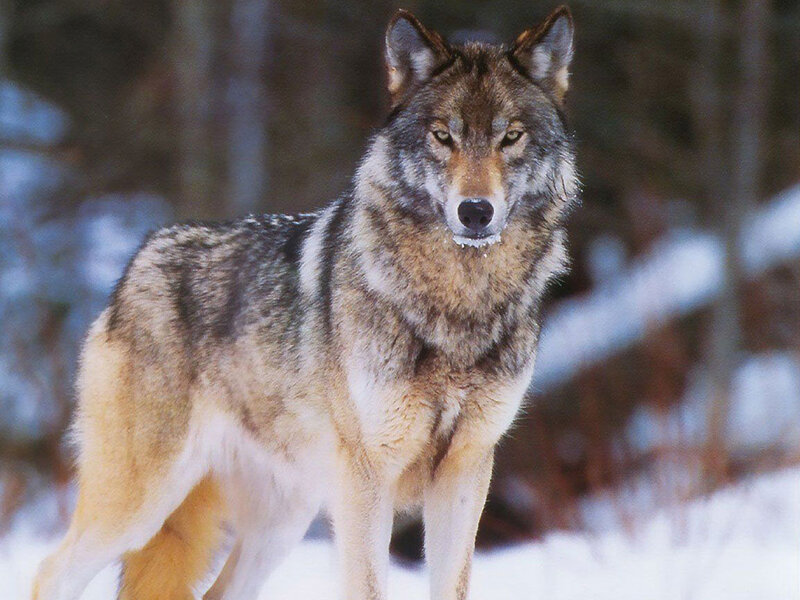 Wolf in Winter Forest — Gray