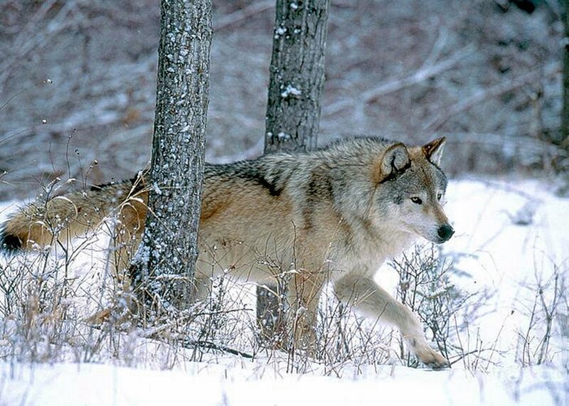 Wolf in Winter Forest — White, Alert