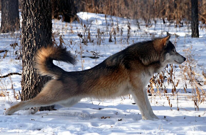 Wolf in Winter Forest — White, Calm, Photograph