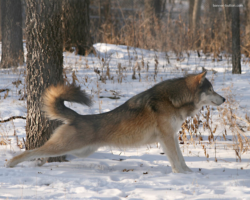 Wolf in Winter Forest — White