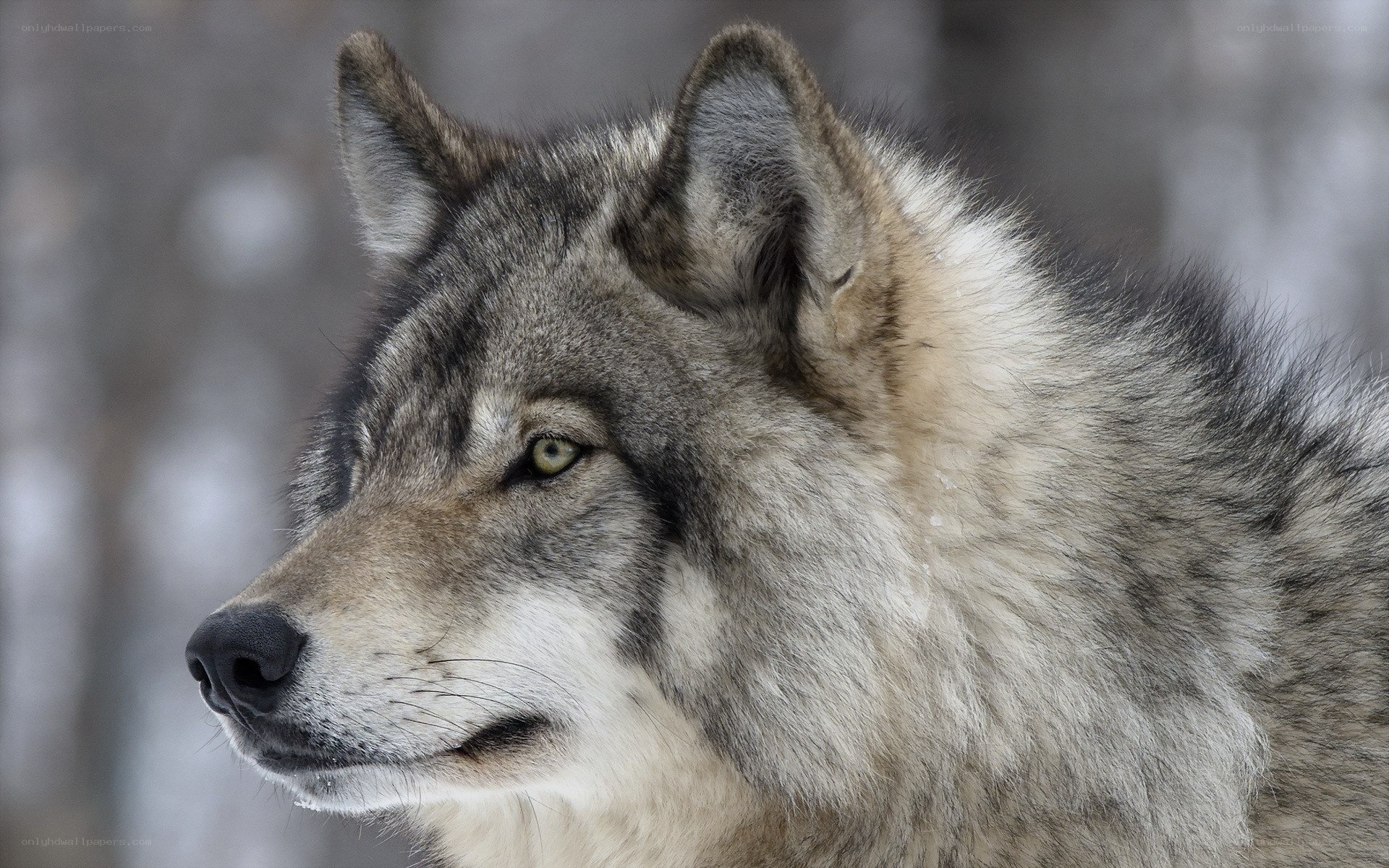 wolf in winter forest