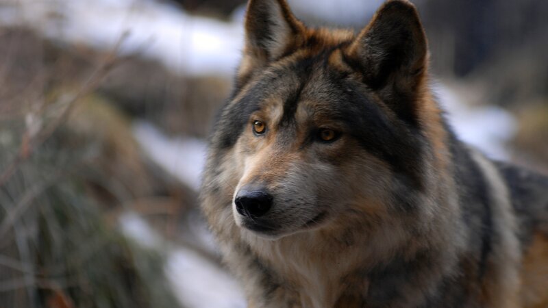 Wolf in Winter — Gray, Alert, Photograph, Snow