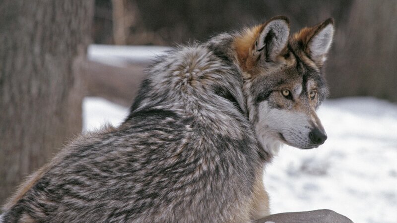 Wolf in Winter — Gray, Alert, Photograph, Snow, Tree