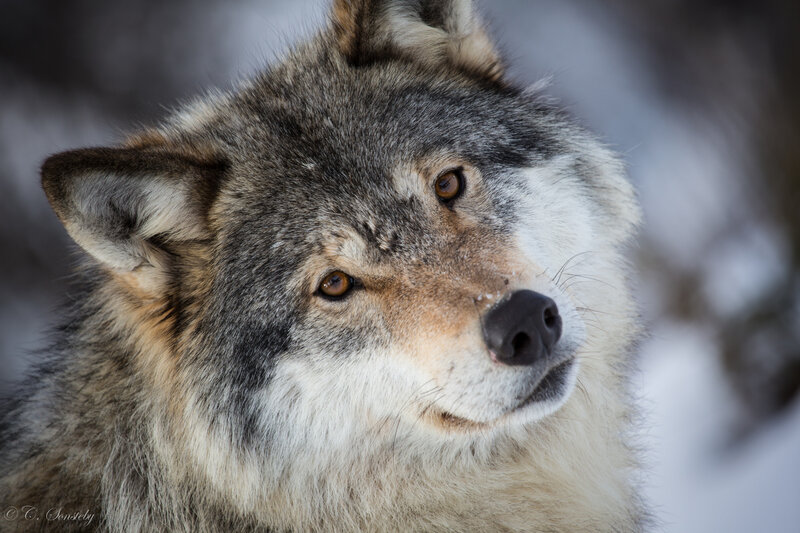 Wolf in Winter — Gray, Calm, Photograph, Snow, Forest
