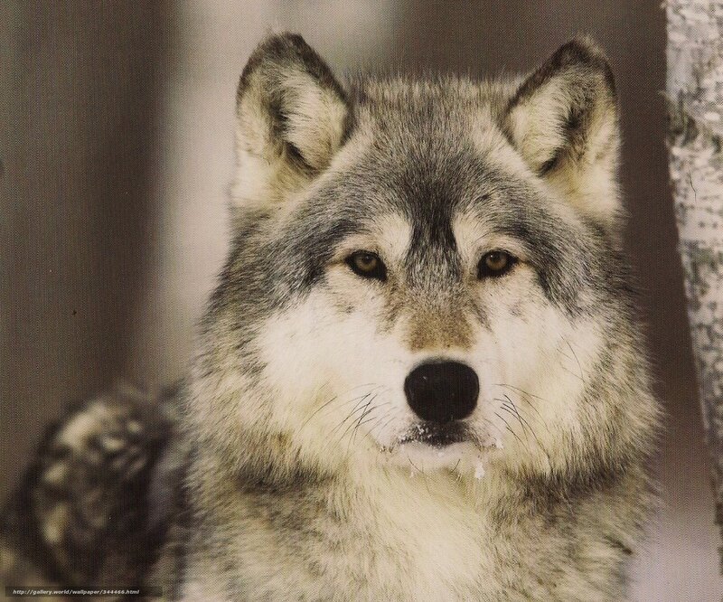 Wolf in Winter — Gray, Calm, Photograph, Snow, Tree