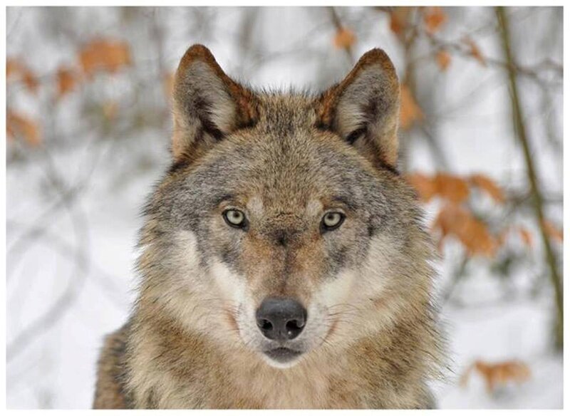 Wolf in Winter — Gray, Calm, Photograph, Snow, Trees