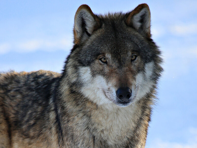 Wolf in Winter — Gray, Calm, Photograph