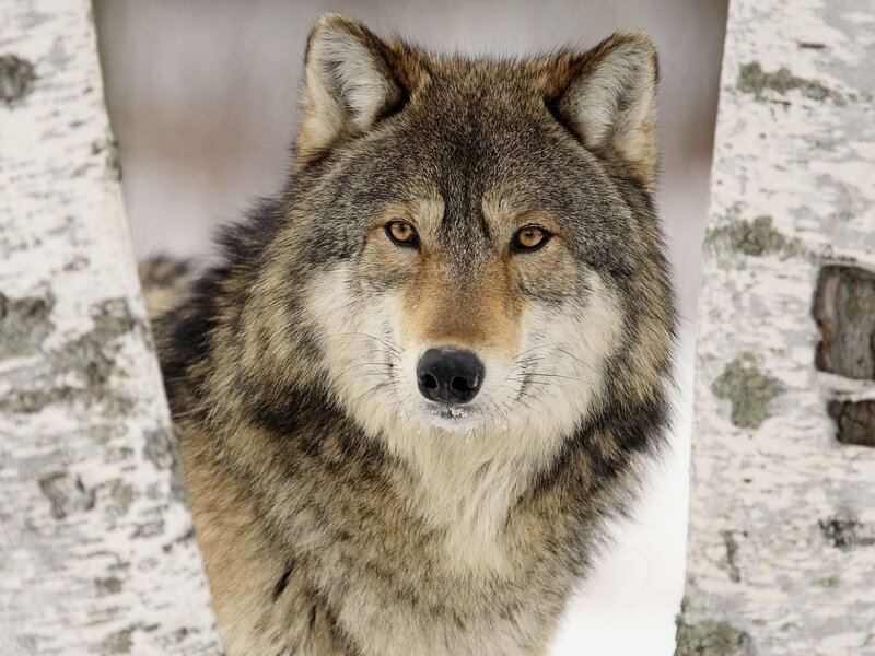 Wolf in Winter — Gray, Calm, Photograph, Tree