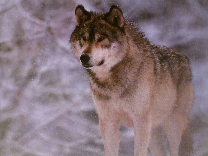 Wolf in Winter — Gray, Cold