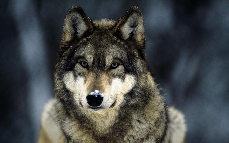 Wolf in Winter — Gray, Intense