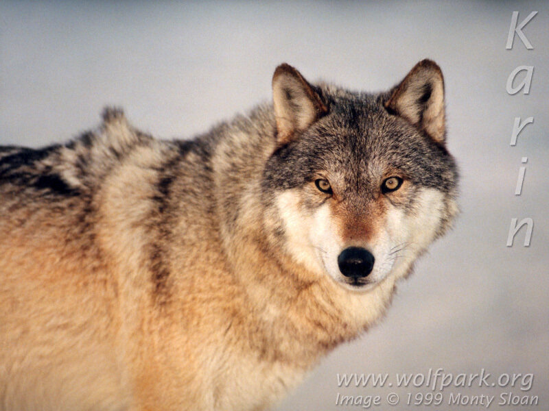 Wolf in Winter — Gray, Neutral