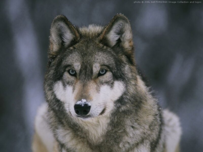 Wolf in Winter — Gray, Serious, Photograph, Snow, Forest