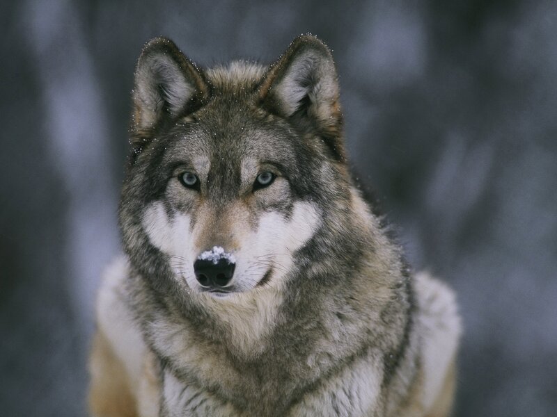 Wolf in Winter — Gray, Serious, Photograph, Snow