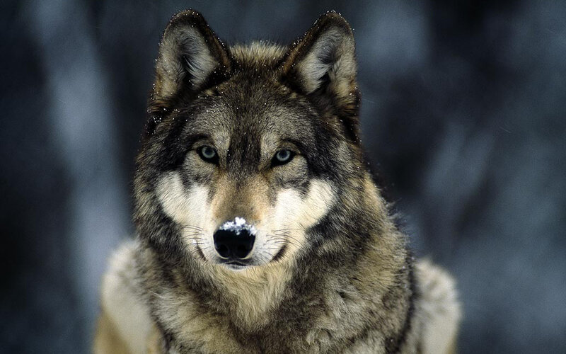Wolf in Winter — Gray, Serious, Photograph