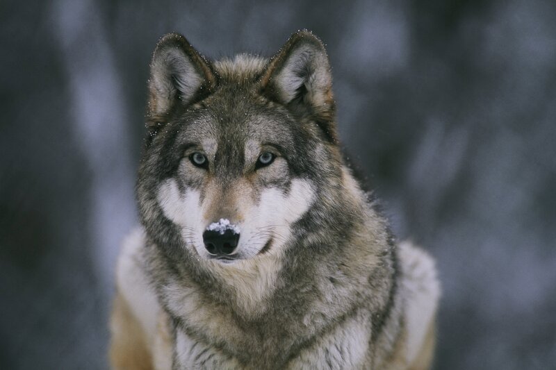 Wolf in Winter — Gray, Serious