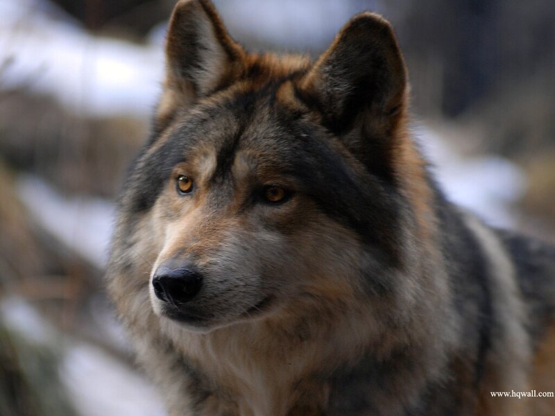 Wolf in Winter — Gray