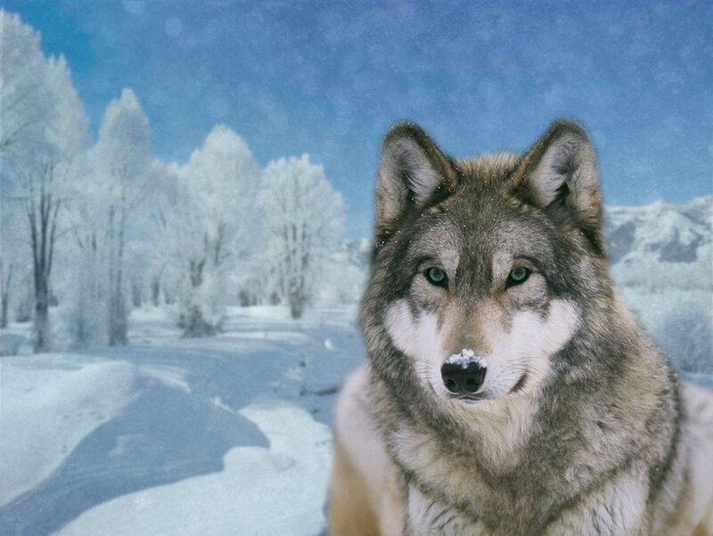 Wolf in Winter Landscape — Blue