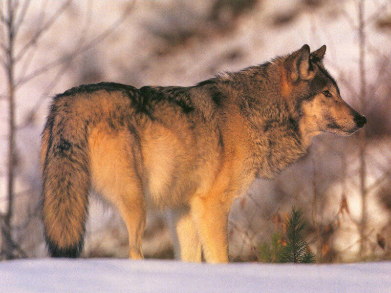 Wolf in Winter Landscape — Brown