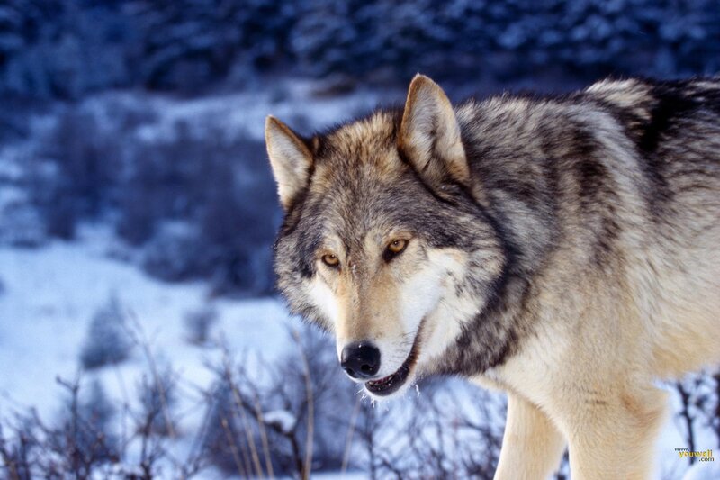 Wolf in Winter Landscape — Gray, Alert, Photograph, Snow