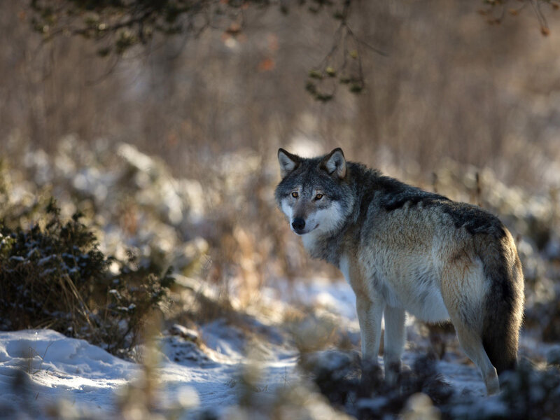 Wolf in Winter Landscape — Gray, Alert, Photograph, Snow, Trees