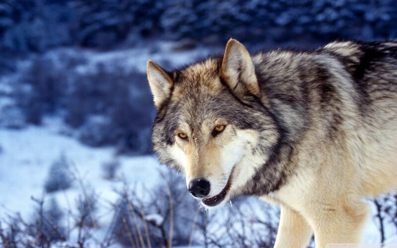 Wolf in Winter Landscape — Gray, Alert, Photograph