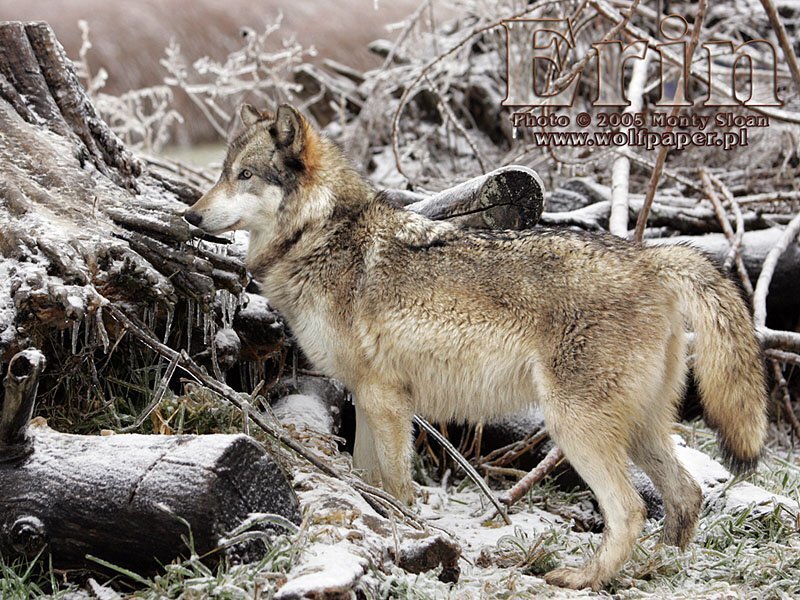 Wolf in Winter Landscape — Gray, Natural