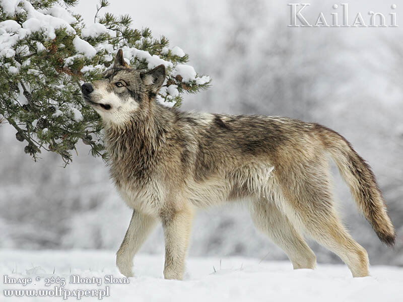 Wolf in Winter Landscape — Gray