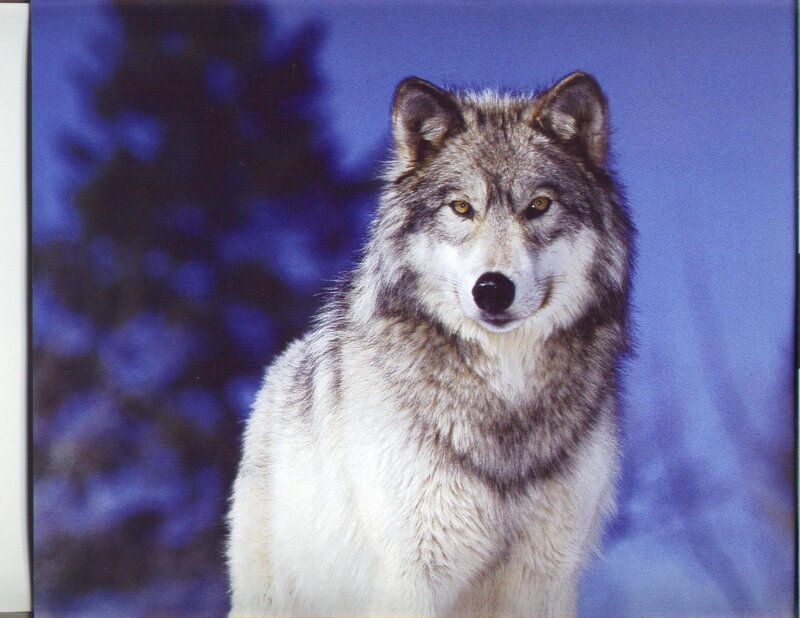wolf in winter landscape