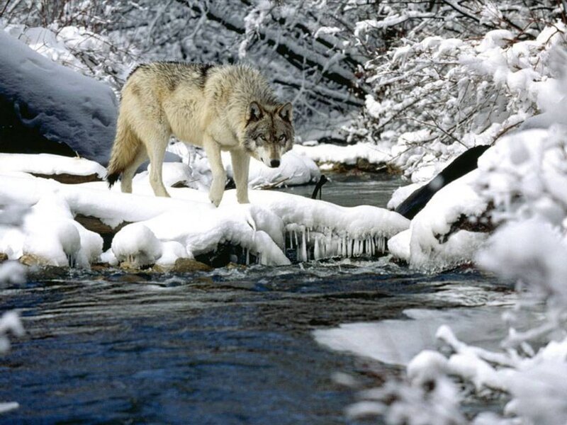 Wolf in Winter Landscape — White, Cold, Photograph, Snow