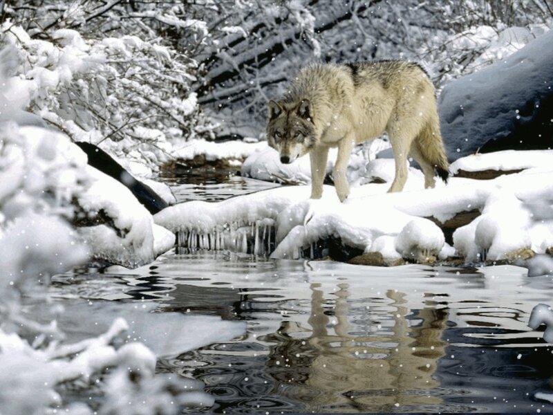 Wolf in Winter Landscape — White, Cold, Photograph