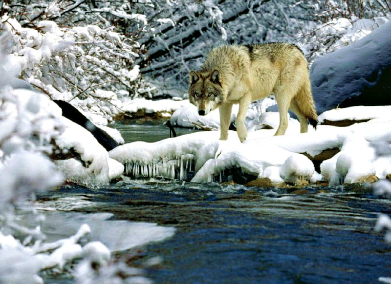 Wolf in Winter Landscape — White, Cold