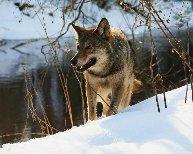 Wolf in Winter Landscape — White, Natural