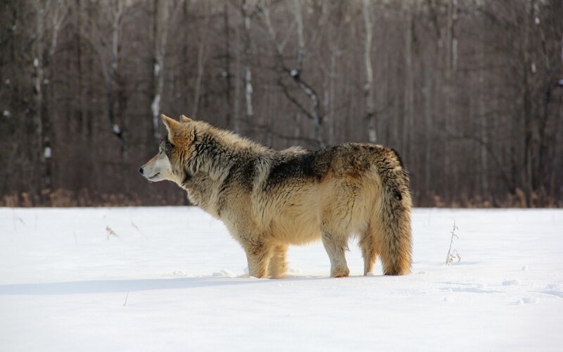Wolf in Winter Landscape — White, Serene, Photograph
