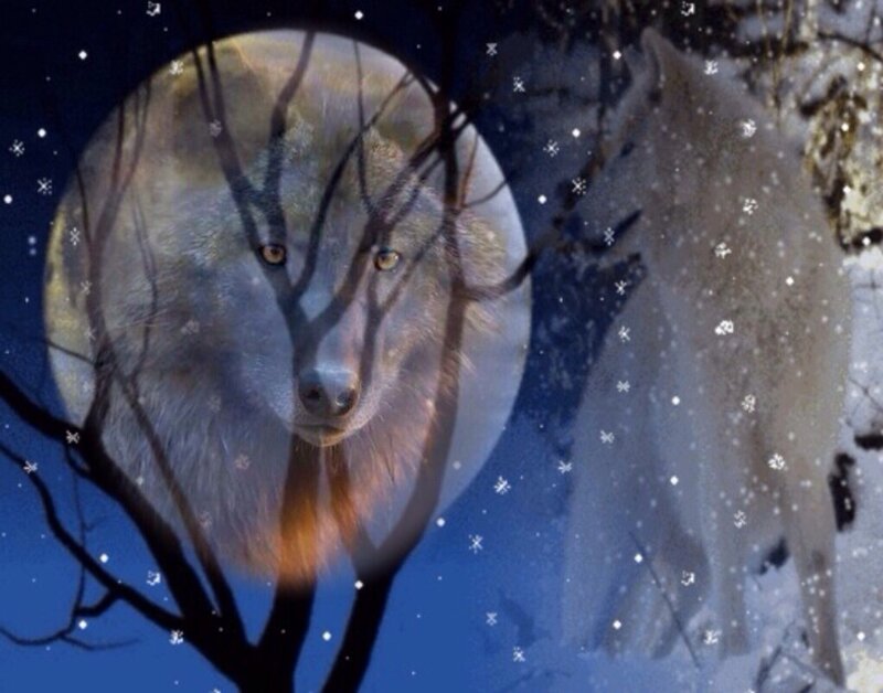 Wolf in Winter Scene — Blue, Mysterious